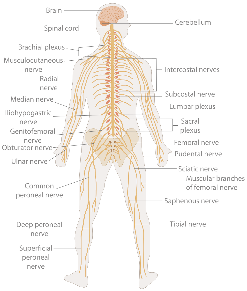 Diagram of showing the location of different nerves throughout the body.